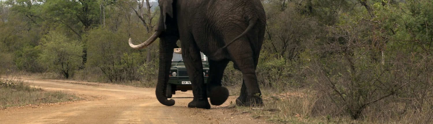 Elephant and Game Drive Vehicle - Kruger Park Safari
