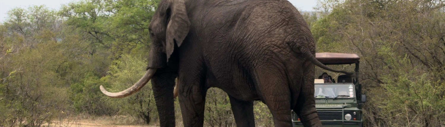 Elephant and Game Drive Vehicle - Kruger Park Safari