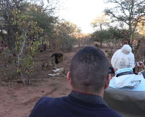 Luxury Tented Camp Game Drives - African Safari Guests filming lions at a Private Game Reserve