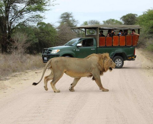 Big 5 Luxury Tented Lodge in a Private Game Reserve kruger park safari