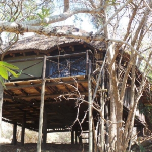 lodge-treehouse kruger park safari - Wild Kruger - Kruger Park Safari - Kruger Park Tours - Kruger National Park Safari