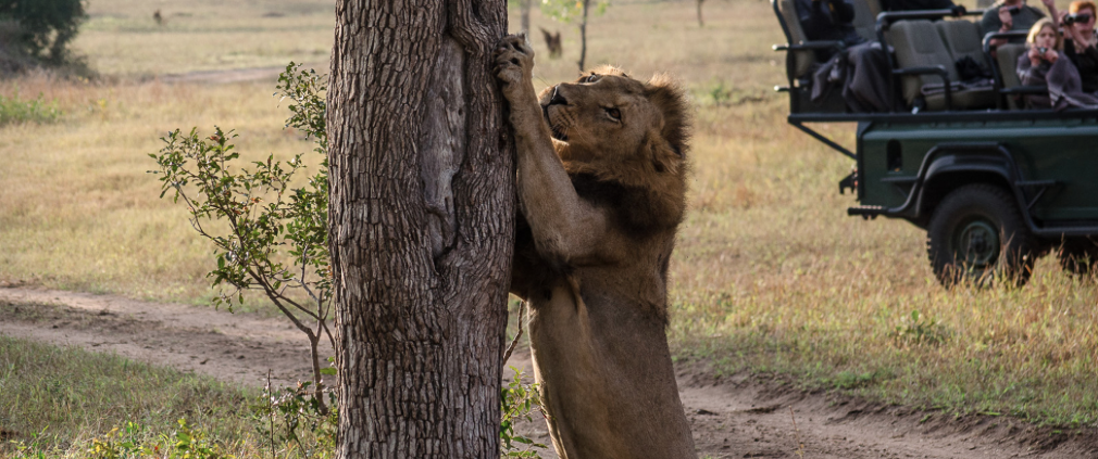 Affordable Luxury Lodge Sabi Sand Safari Accommodated at Umkumbe Safari Lodge