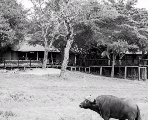 Sabi Sand Safari