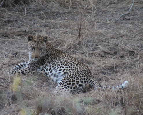 Wild Kruger - Kruger Park Safari - Kruger Park Tours - Kruger National Park Safari - Sabi Sand Safari  - Leopard