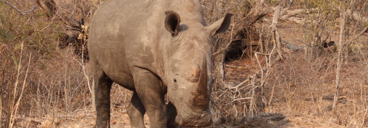 Glamping Kruger Safari