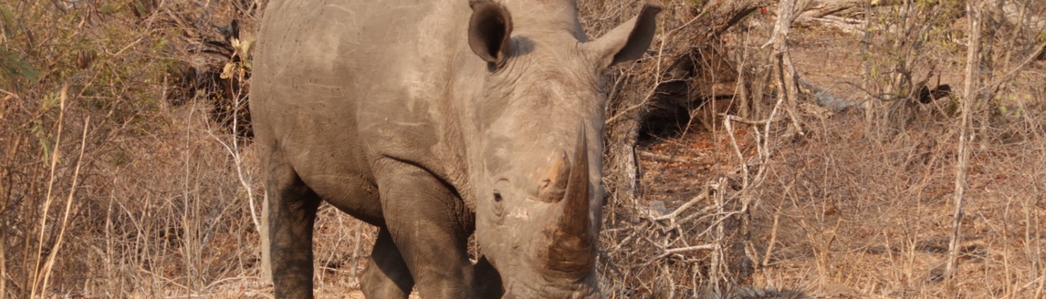 Glamping Kruger Safari