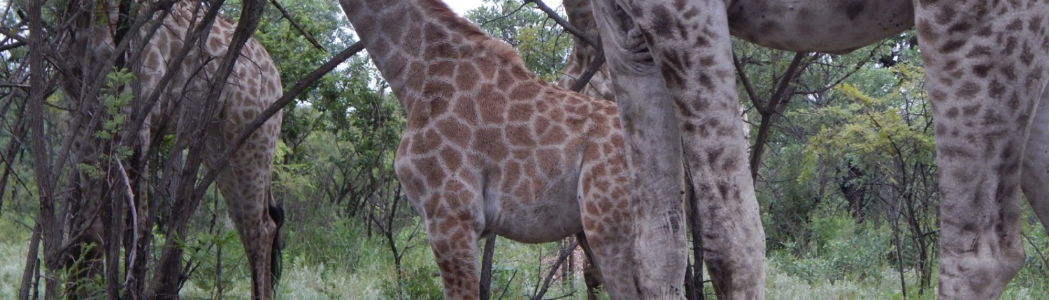 Luxury Tented Camp